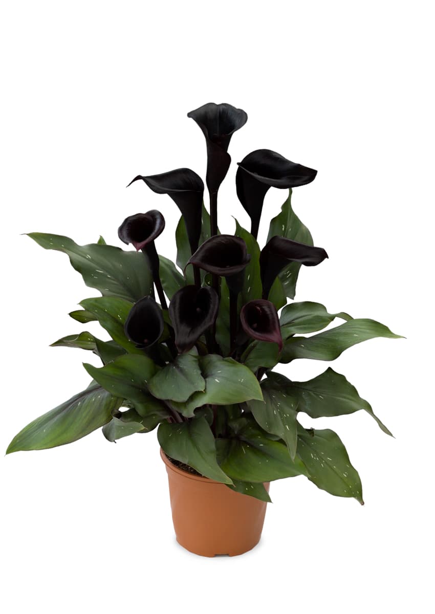 Memories Calla nova Zantedeschia