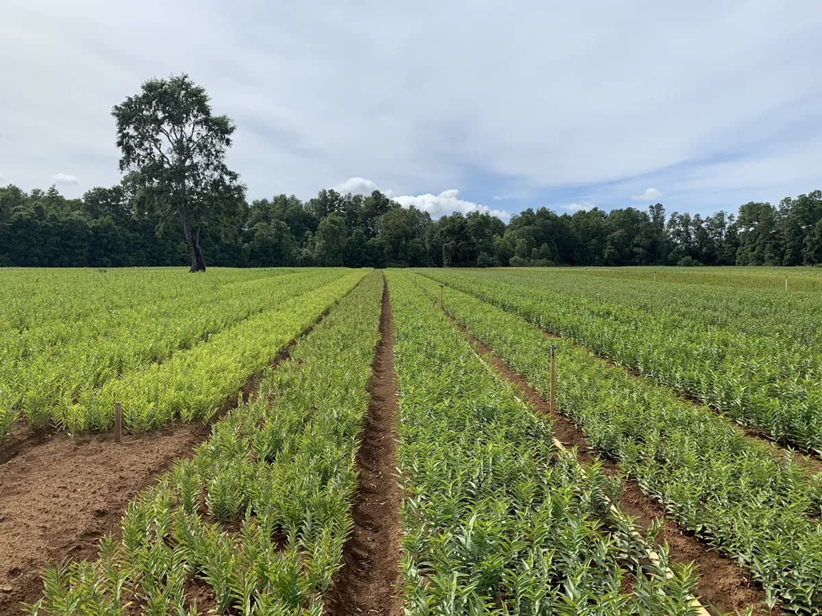 What Makes a Bulb a Bulb? Bulb Growing Explained