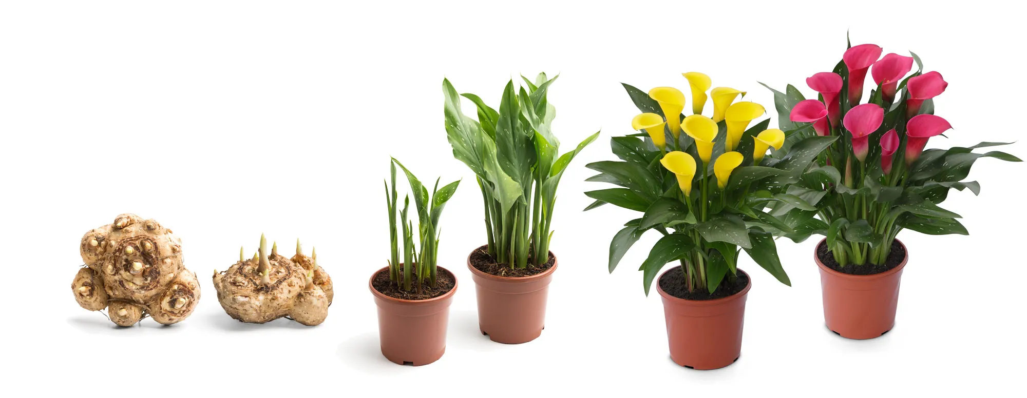 Where Are Calla Lilies Native? A Botanical Journey