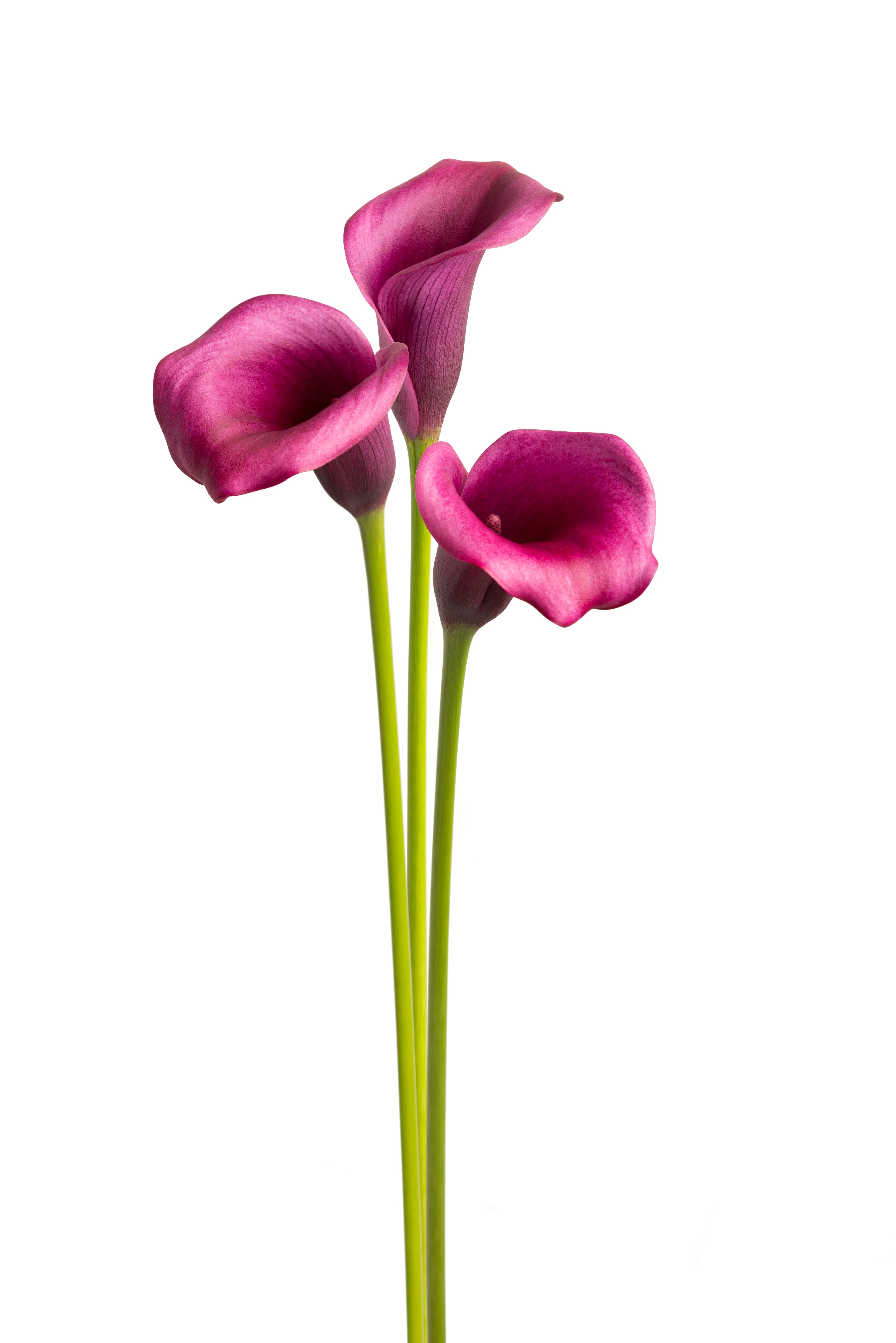 Accent Calla nova Zantedeschia