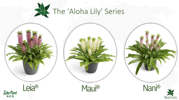 NewComis Aloha Series